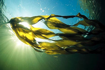 Benefits of Organic Brown Seaweed